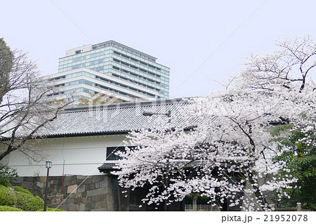 田安門 染井吉野 田安門 染井吉野 21952078