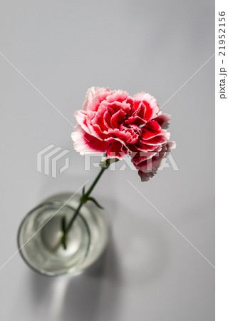 カーネーション 21952156