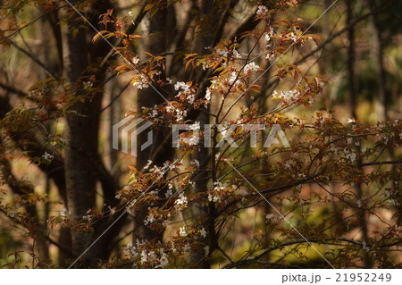 山桜 山桜 21952249