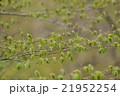 新緑 21952254