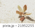 砂浜の植物 21952255