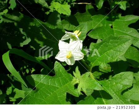 ワルナスビの花 21952305