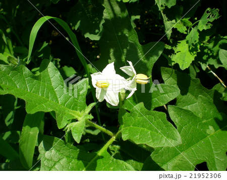 ワルナスビの花 ワルナスビの花 21952306