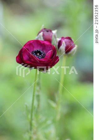 ラナンキュラスのアップ ラナンキュラスのアップ 21952356