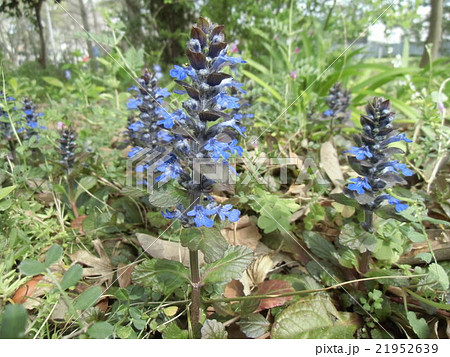 アジュンガとも言う西洋ジュウニヒトエの紫色の花 アジュンガとも言う西洋ジュウニヒトエの紫色の花 21952639