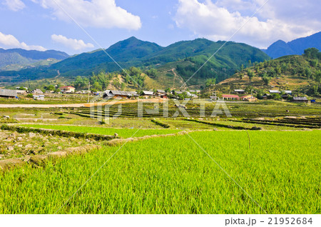 Young rice crops Young rice crops 21952684