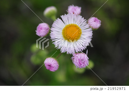 ハルジオン 21952971