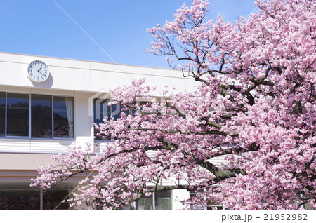 校舎と桜 校舎と桜 21952982