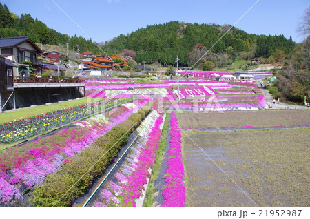 大道理芝桜まつり 大道理芝桜まつり 21952987