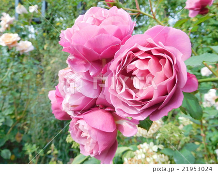 紫色の薔薇 21953024