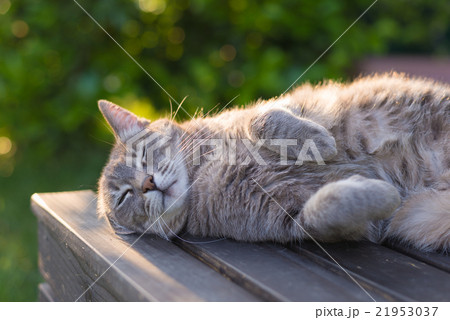 Cat lying on bench in backlight at sunset 21953037