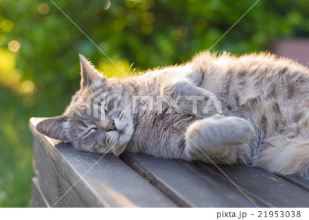 Cat lying on bench in backlight at sunset 21953038
