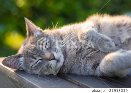 Cat lying on bench in backlight at sunset 21953039