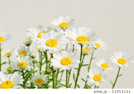白いマーガレット　白背景 21953131
