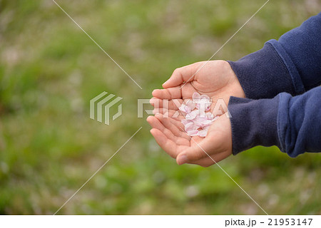 桜の花びらを手に春を満喫 桜の花びらを手に春を満喫 21953147