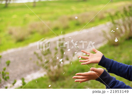 舞う桜の花びらに春を満喫 舞う桜の花びらに春を満喫 21953149