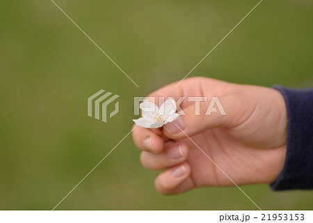 桜の花を手に春を感じる 桜の花を手に春を感じる 21953153