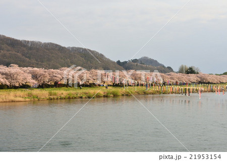 待ちに待った展勝地さくらまつり 待ちに待った展勝地さくらまつり 21953154