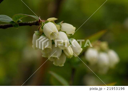 ブルーベリー 21953196