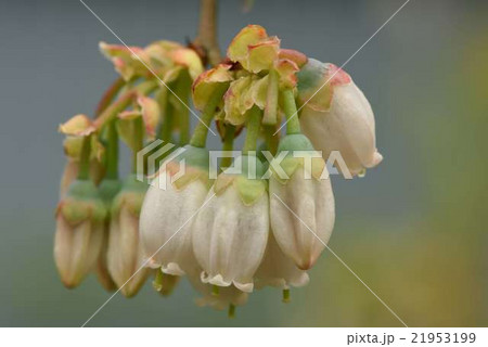 ブルーベリー 21953199