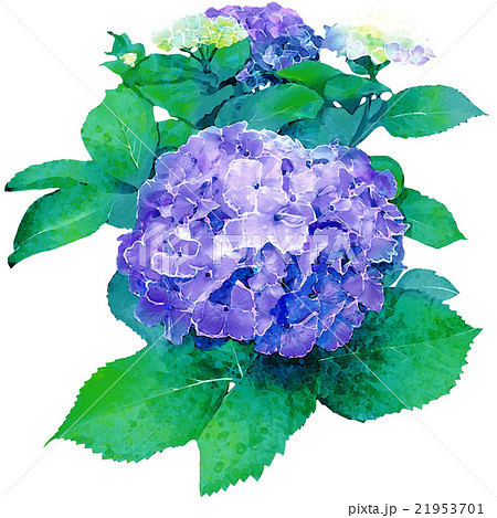 紫陽花 水彩タッチ 青のイラスト素材