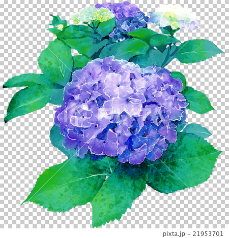 繡球花_水彩觸摸_藍色 繡球花_水彩觸摸_藍色 21953701