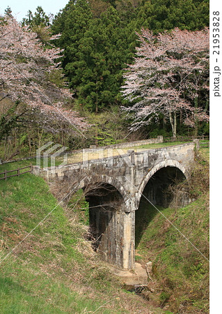 桜と小滝沢橋 21953828