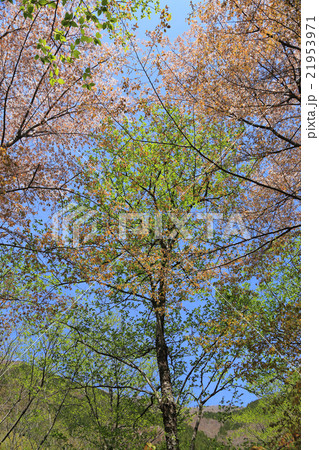 新緑の林 21953971