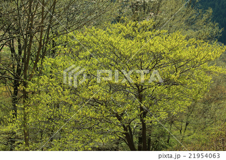 新緑の林 21954063