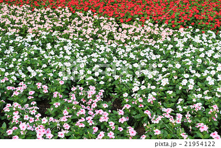 Madagascar periwinkle flowers field Madagascar periwinkle flowers field 21954122