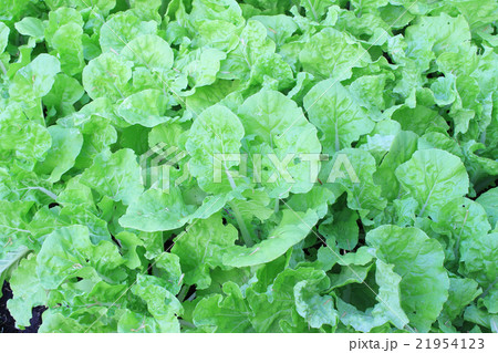 green lettuce crops in growth green lettuce crops in growth 21954123