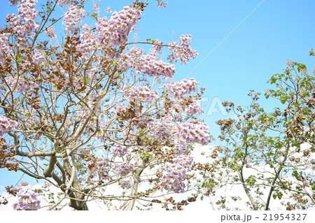 満開の桐の花 21954327