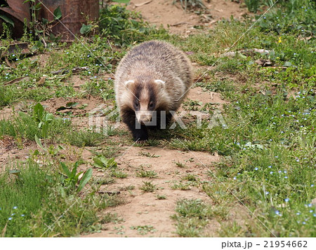 穴熊 アナグマ 二ホンアナグマ 埼玉県寄居町 の写真素材