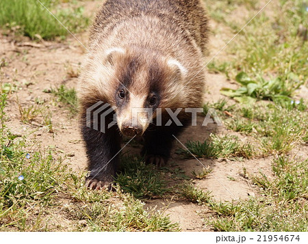 穴熊　アナグマ　二ホンアナグマ　（埼玉県寄居町） 21954674