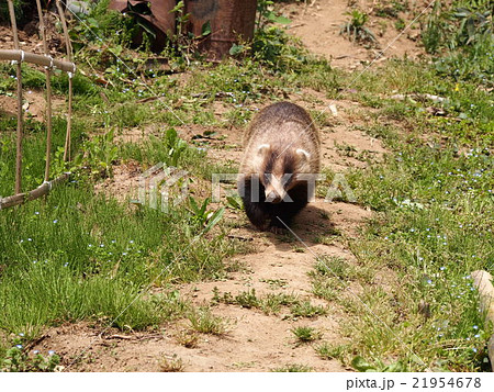 穴熊 アナグマ 二ホンアナグマ (埼玉県寄居町) 穴熊 アナグマ 二ホンアナグマ (埼玉県寄居町) 21954678