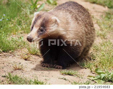 穴熊 アナグマ 二ホンアナグマ 埼玉県寄居町 の写真素材