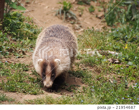 穴熊　アナグマ　二ホンアナグマ　（埼玉県寄居町） 21954687
