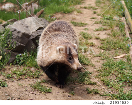 穴熊　アナグマ　二ホンアナグマ　（埼玉県寄居町） 21954689