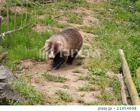 穴熊　アナグマ　二ホンアナグマ　（埼玉県寄居町） 21954698