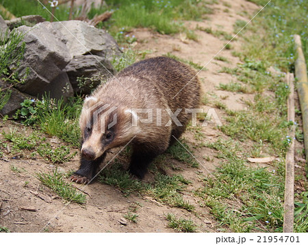 穴熊　アナグマ　二ホンアナグマ　（埼玉県寄居町） 21954701