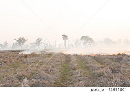 Field on fire, burning dry grass near the highway 21955004