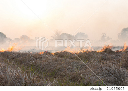 Field on fire, burning dry grass near the highway 21955005