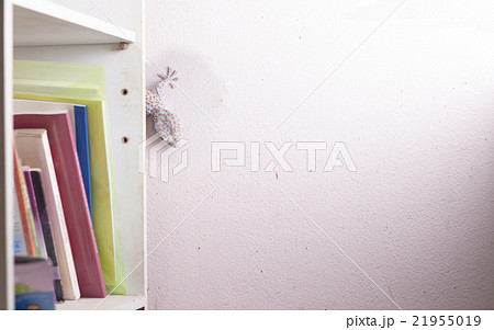 gecko on the wall 21955019