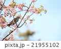 桜とヒヨドリ 21955102