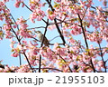 桜とヒヨドリ 21955103