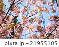 桜とヒヨドリ 21955105