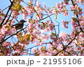 桜とヒヨドリ 21955106