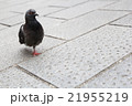 平和の象徴　鳩 21955219