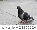 平和の象徴　鳩 21955220