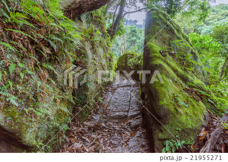 夏の鋸山の登山道の風景 21955271